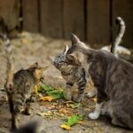 A Comprehensive Buyer’s Guide to Savannah Cats and Kittens for Sale